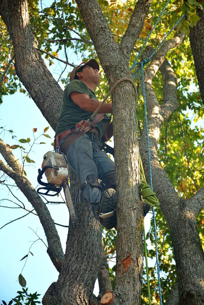 A climber with a chainsaw working high in a tree