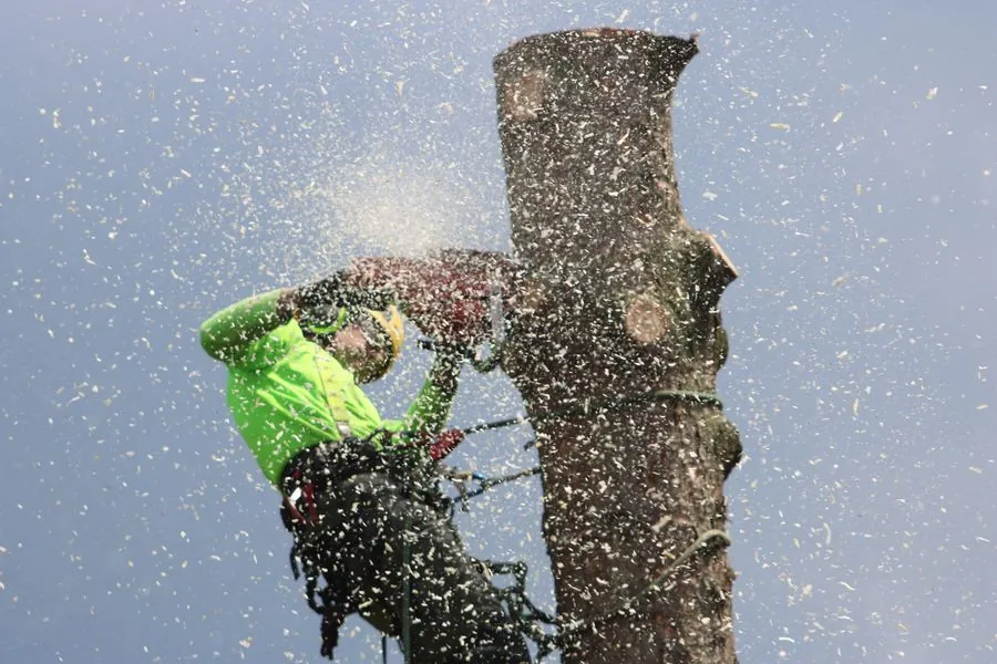An arborist cutting a trunk section with sawdust flying