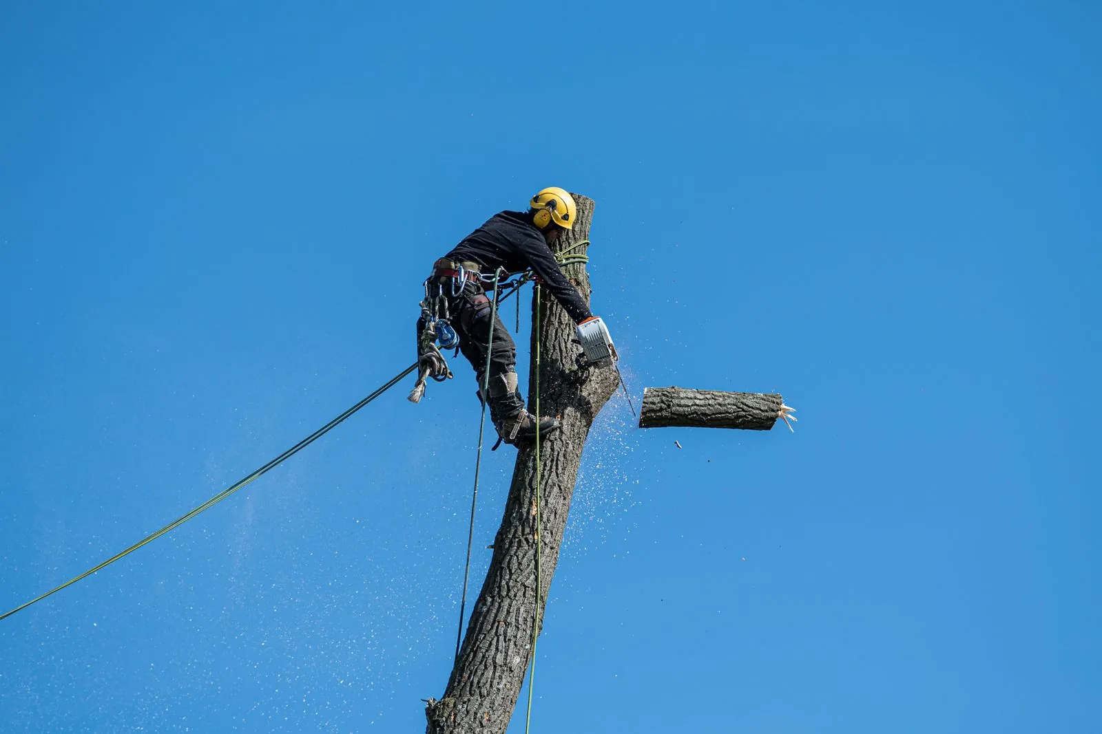 An arborist in safety gear cutting the top of a tall tree against a blue sky